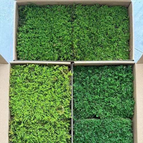 天然永生苔藓室内装饰商装家装别墅民宿饰品装饰软装造景地面墙面