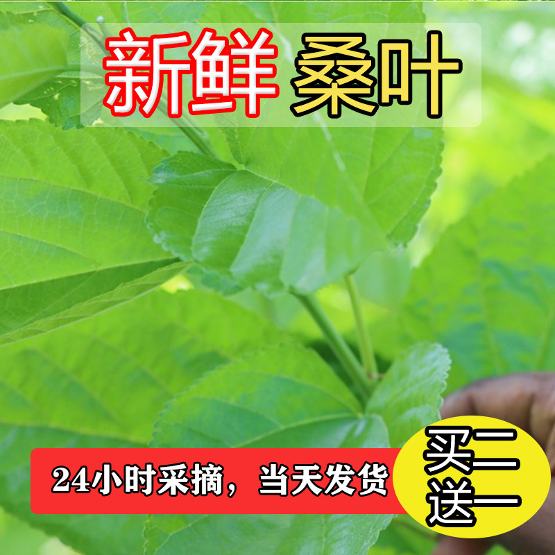 新鲜桑叶喂蚕蚕宝宝学生养蚕套装活物饲料中药材嫩桑叶芽现摘养蚕图片