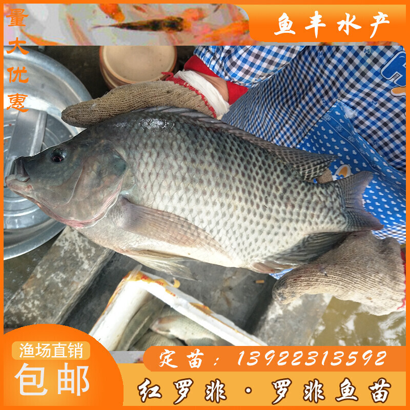 坷让脆肉罗非鱼苗 非洲鲫 福寿 吉富 红罗非 红腊 彩虹鲷淡水养殖图片