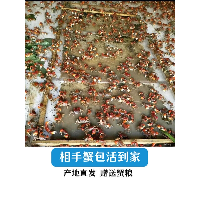 红鳌相手蟹宠物小螃蟹活体爬宠鱼缸观赏蟹深水蟹原生淡水蟹将军蟹