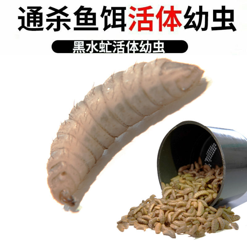 黑水虻活体幼虫虫卵鱼饵翘嘴龙虾螃蟹龙虾诱饵蚯蚓红虫高蛋白饲料图片