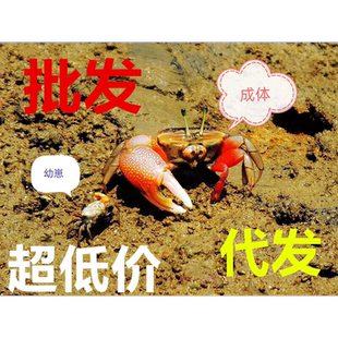 辣椒蟹相手蟹将军蟹弹涂鱼跳跳鱼水族观赏宠物活体饲养盒躲避屋打