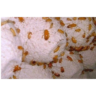 樱桃红蟑螂 幼亚成体 活体金龙鱼青蛙蜘蛛蚂蚁昆虫饲料爬虫食物