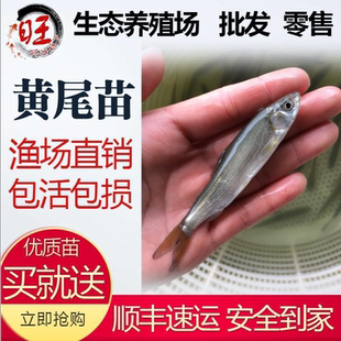 黄尾鱼苗黄尾密鲴黄姑锢活体鱼苗黄尾巴淡水鱼苗翘嘴草鱼花鲢鳊鱼