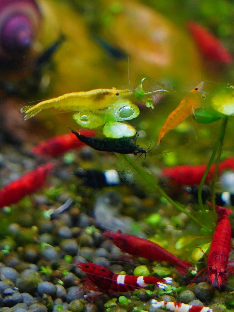 观赏虾螺套餐水族淡水活体宠物鱼缸除藻樱花极火黄金米红琉璃水晶