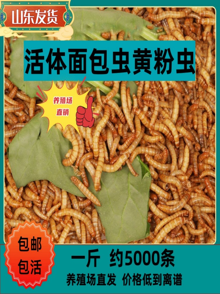 面包虫活虫黄粉虫活体鱼食龙鱼活食仓鼠芦丁鸡鹦鹉鸟乌龟饲料虫