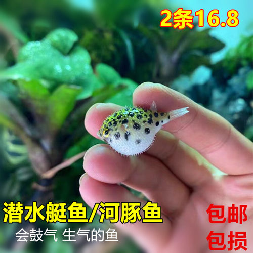 潜水艇鱼河豚鱼吃螺观赏鱼活体会生气的鱼气泡鱼弓班狗头鱼