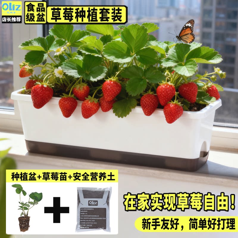 草莓盆栽窗台长条形花盆种植苗秧种植盆家庭阳台草莓专用箱食品级