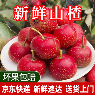 新鲜山楂鲜果大果山东生山楂商用冰糖葫芦甜红子甜山楂山里红批发
