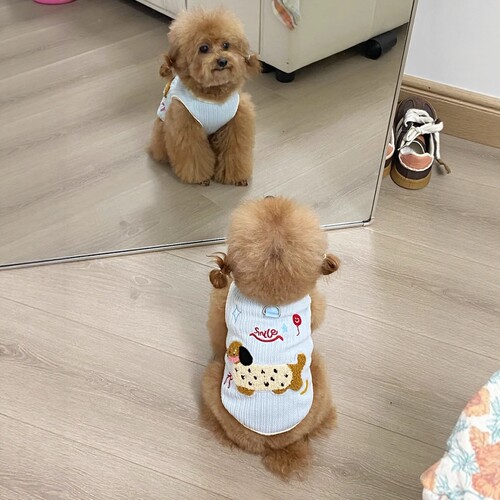 狗狗衣服夏季背心泰迪比熊博美