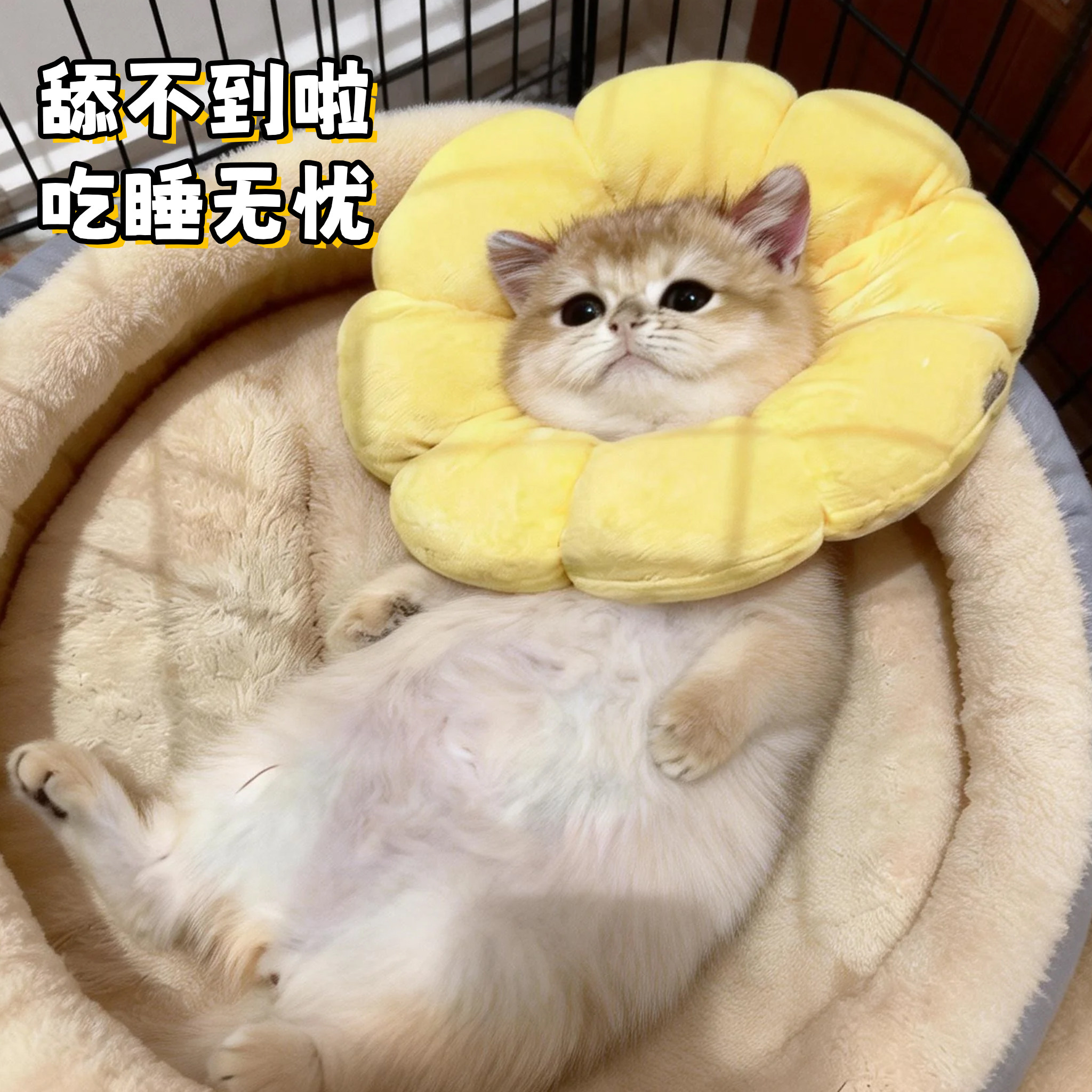 伊丽莎白圈猫绝育项圈防咬防舔猫咪脖圈颈圈头套狗狗围脖宠物用品,宠物/宠物食品及用品,宠物伊丽莎白圈,淘宝优惠券,粉丝福利购,淘宝优惠卷