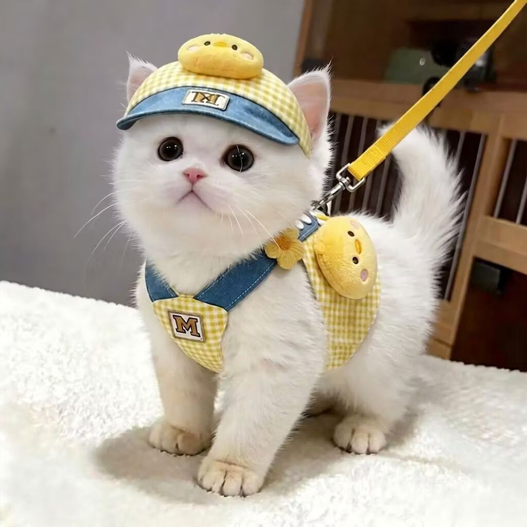 猫咪衣服夏季外出胸背带牵引绳套装布偶金渐层狗狗遮阳帽遛狗绳子图片