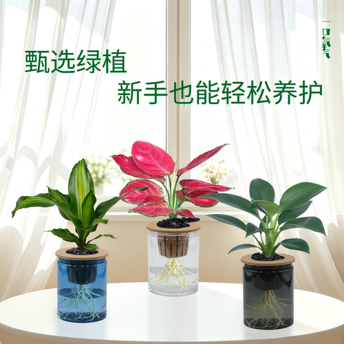 办公室内桌面水培绿植吉利红