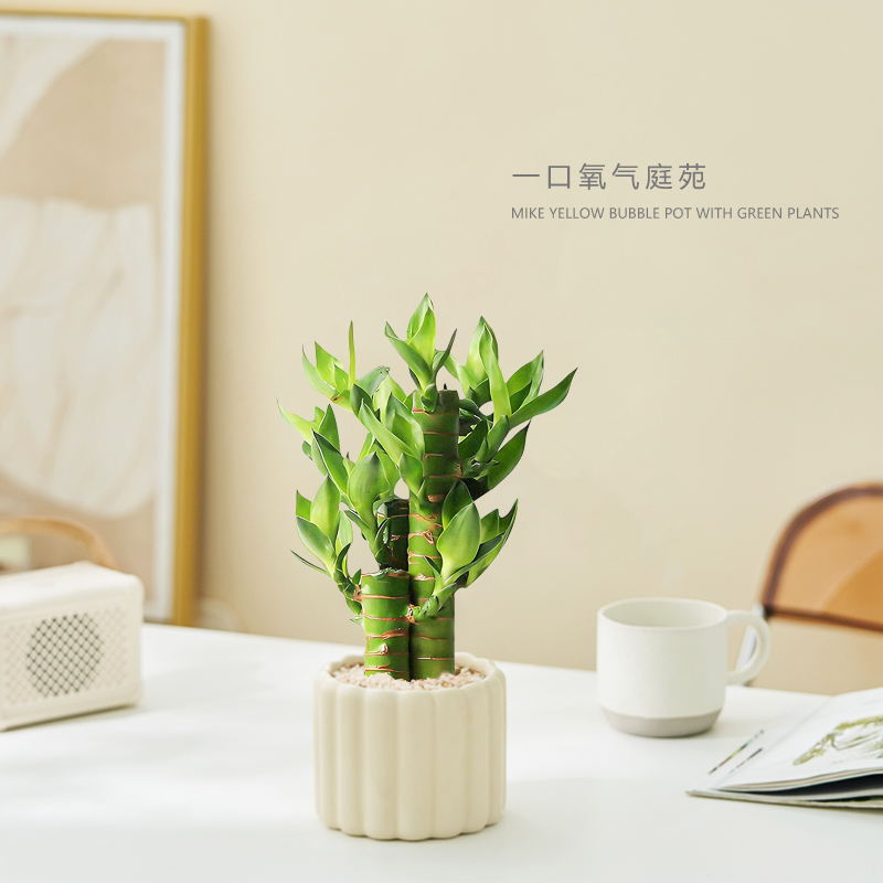 富贵竹绿植步步高升客厅书桌装饰