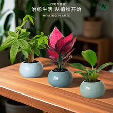 一口氧气盆栽植物盆栽室内客厅办公室绿植好养绿萝四季常青发财树