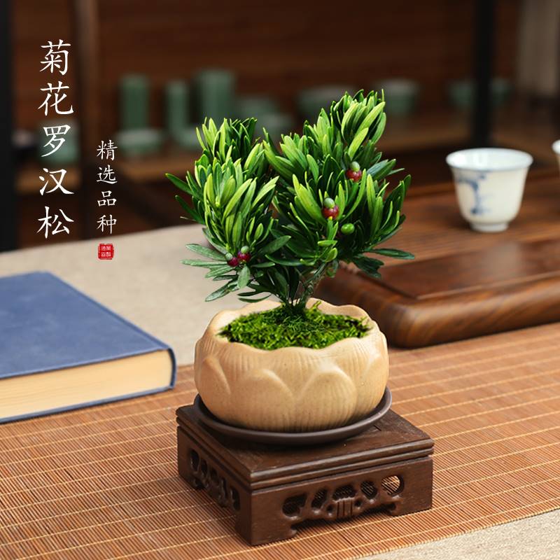 菊花芯罗汉松小盆栽四季常青植物办公室好寓意绿植茶桌禅意微盆景