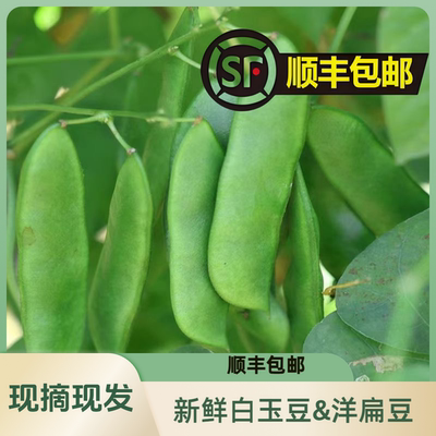 【顺丰包邮】启东洋扁豆白玉豆新鲜现摘南通江西上饶启东带壳