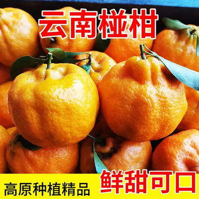 现摘云南大理宾川晚熟椪柑新鲜