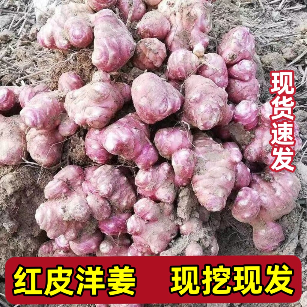 紫皮洋姜新鲜现挖10斤红皮洋姜鬼子姜不辣农家腌制酱菜泡菜咸菜