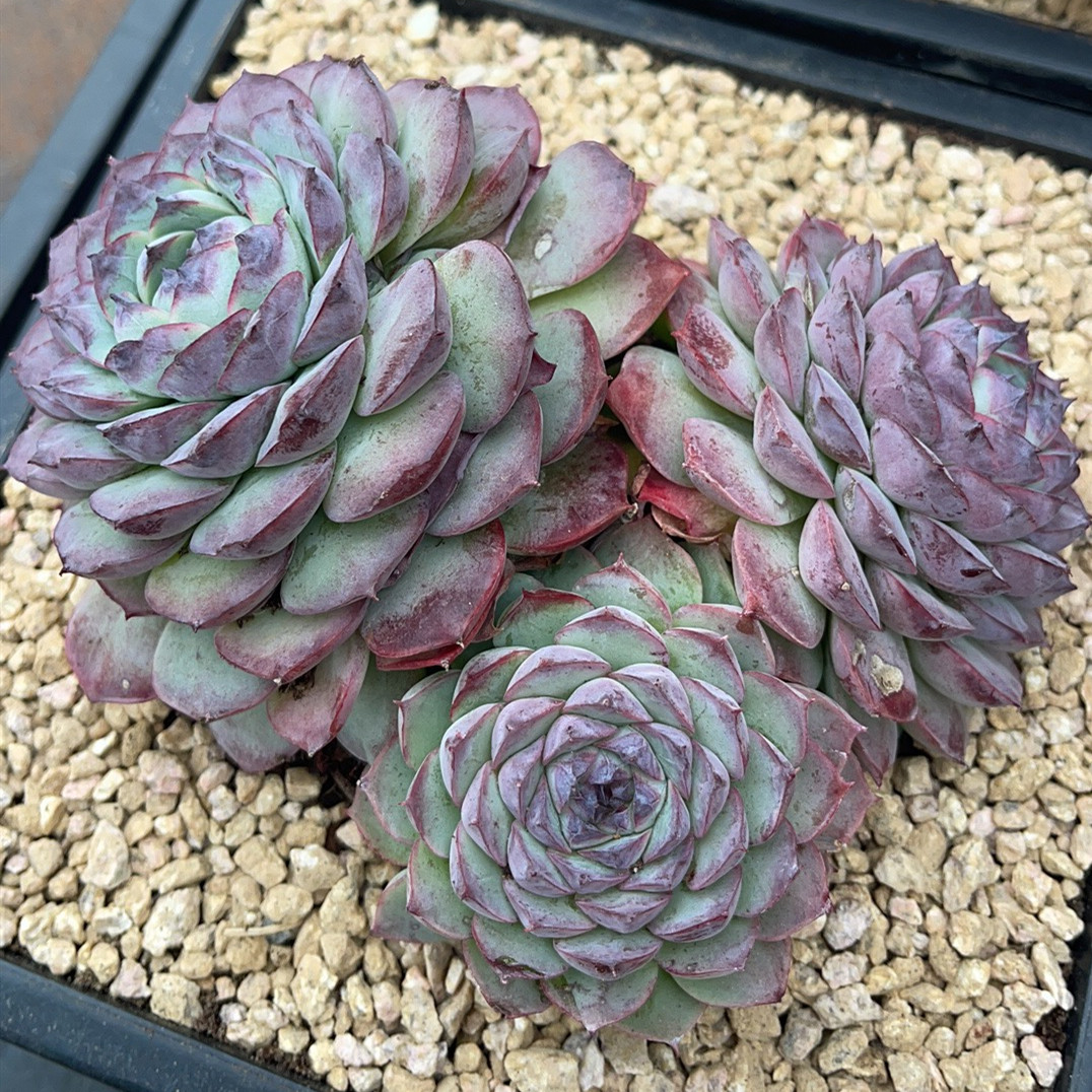 暗紫色玄叠叶珍妮