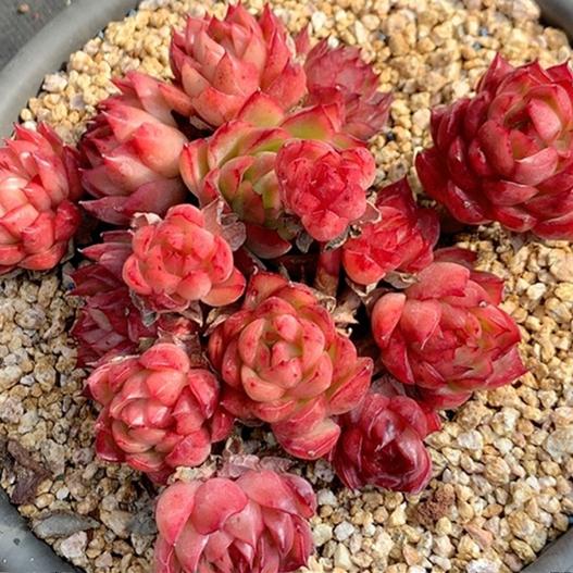 多肉植物肉肉盆栽一物一拍