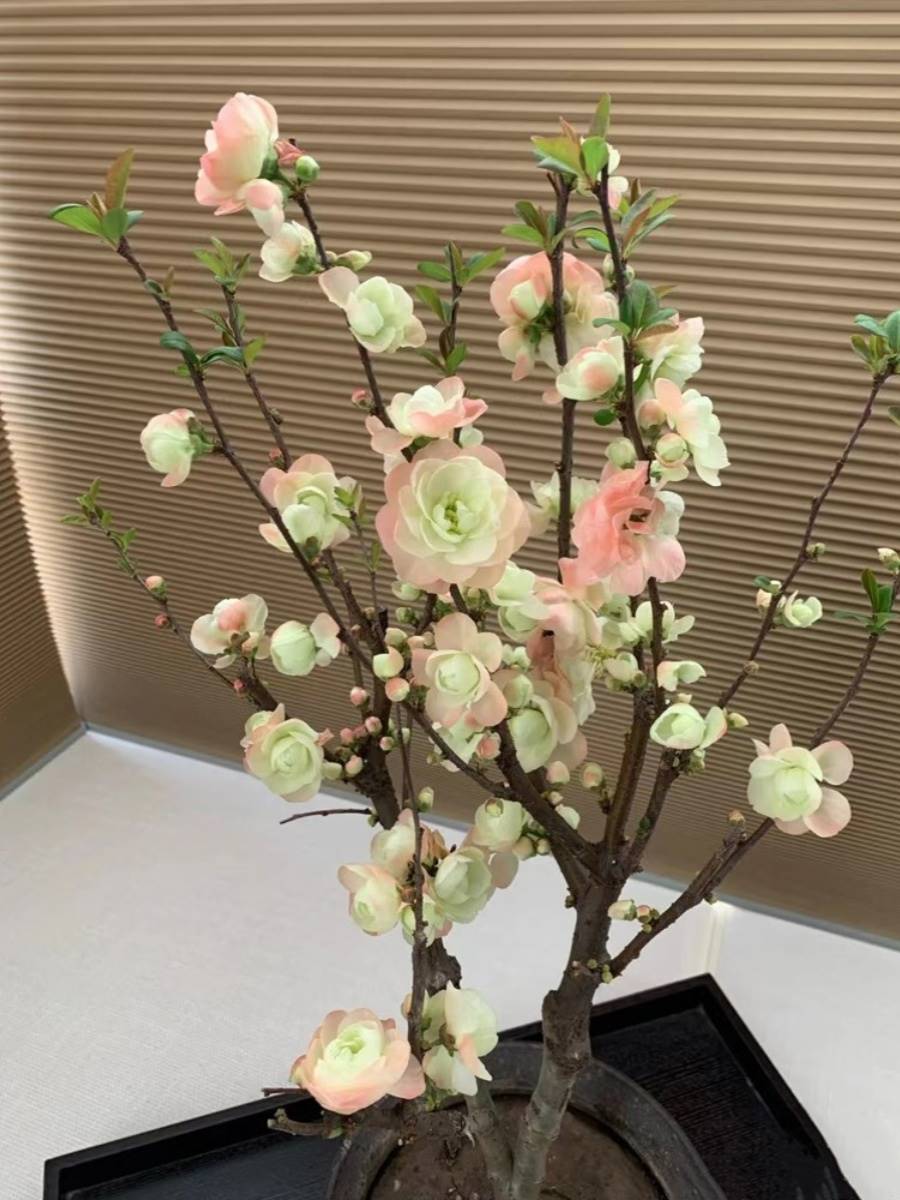 彩玉海棠花盆栽树苗老桩盆景庭院阳台种植重瓣变色海棠花四季耐寒