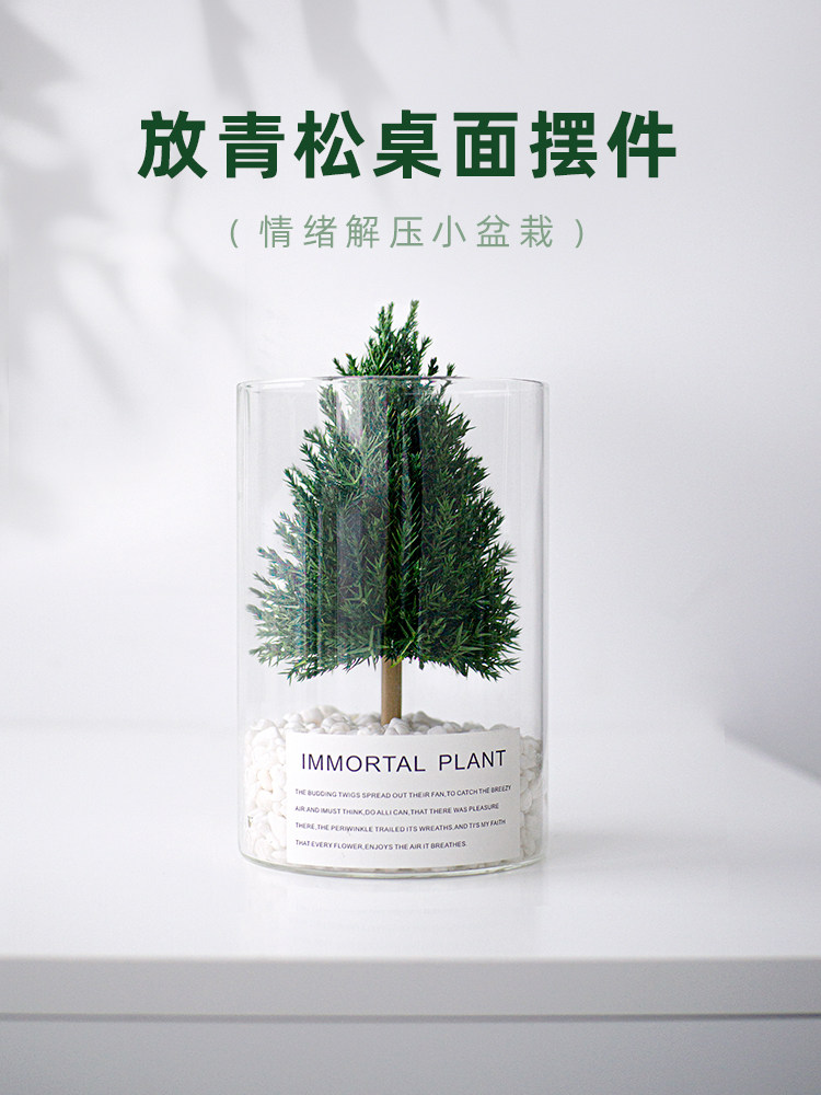 放青松办公室桌面绿植摆件情绪稳定室内好养活四季植物松树小盆裁