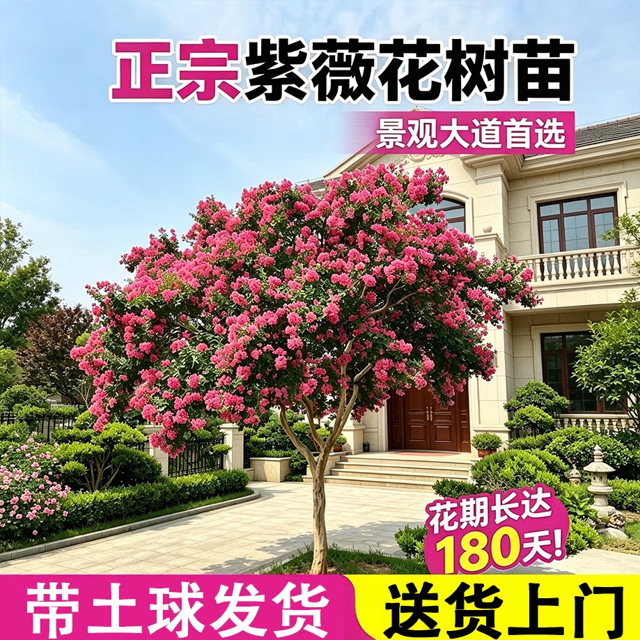 红紫薇花树苗四季种植易活冬季耐