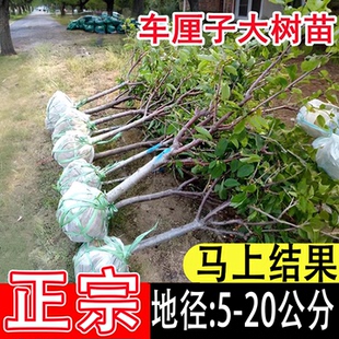正宗车厘子大樱桃树苗嫁接树苗南方北方四季 种植盆栽地栽庭院果树