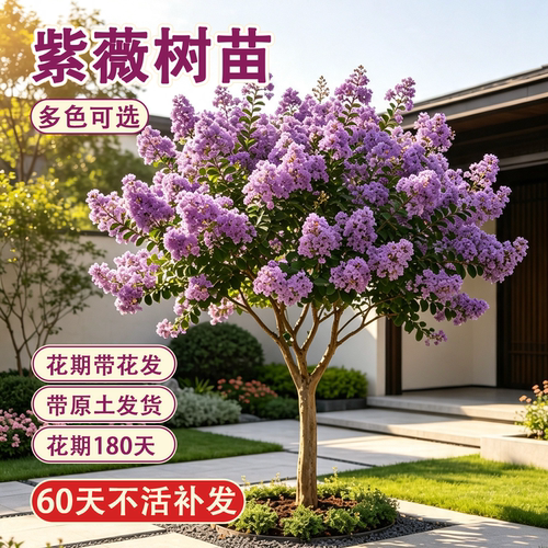 精品紫薇树苗花期带花原土直发