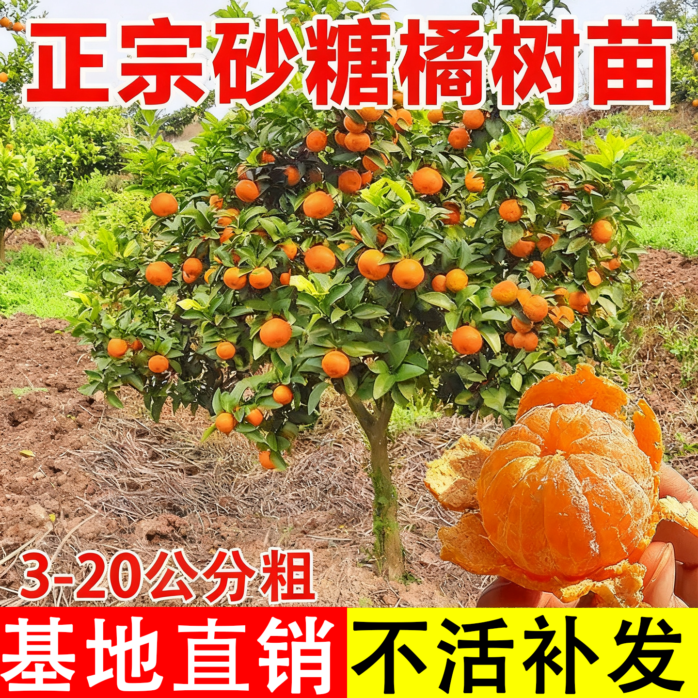 特大砂糖橘子树苗嫁接四季可种植