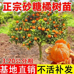 特大砂糖橘子树苗正宗脆皮金桔子耙耙柑南方北方四季种植果树果苗