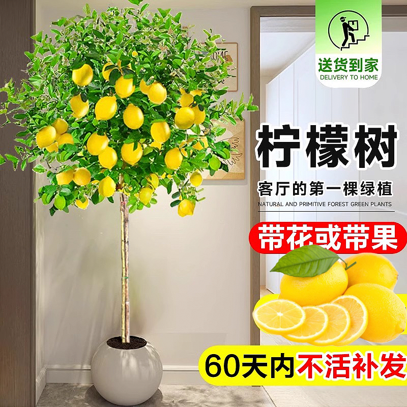 柠檬树盆栽带果可食用