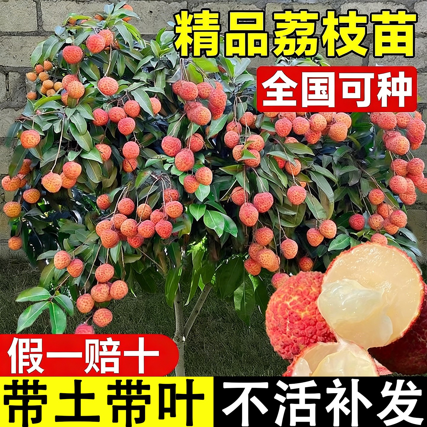 家种荔枝树红利挡不住