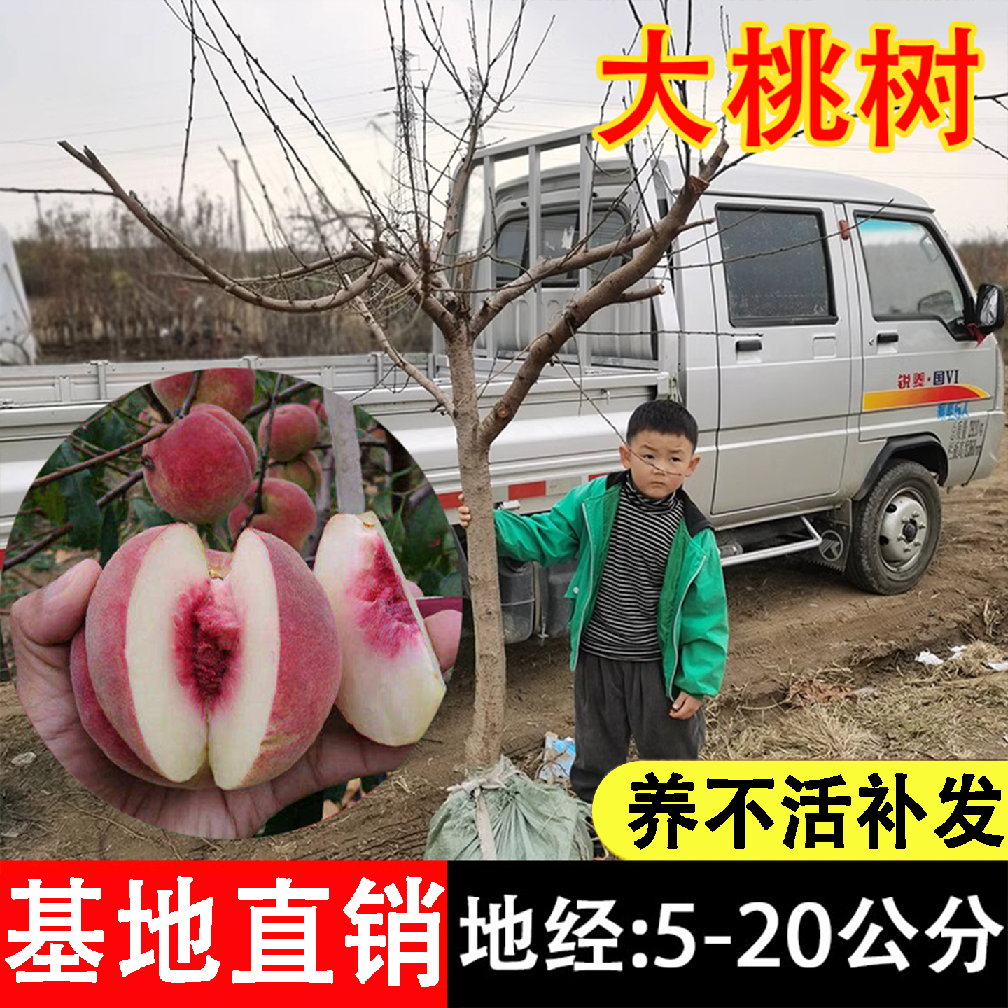 特大冬桃树果苗不活免费补发