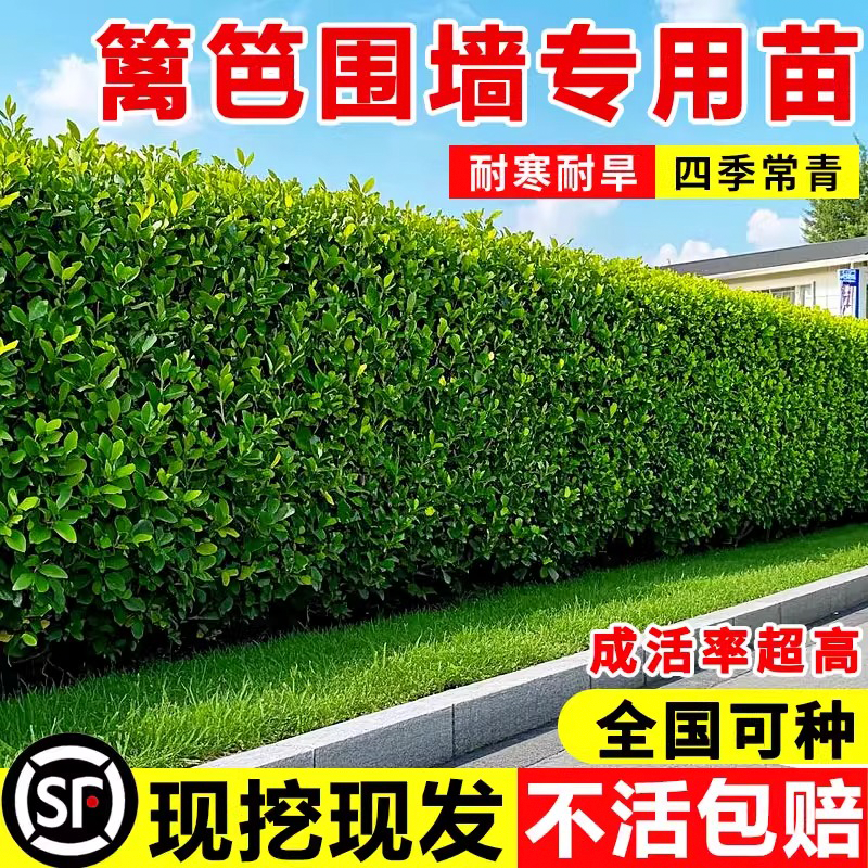 北海道冬青树苗庭院花园围墙篱笆四季青绿篱丛生园林绿化植物耐寒