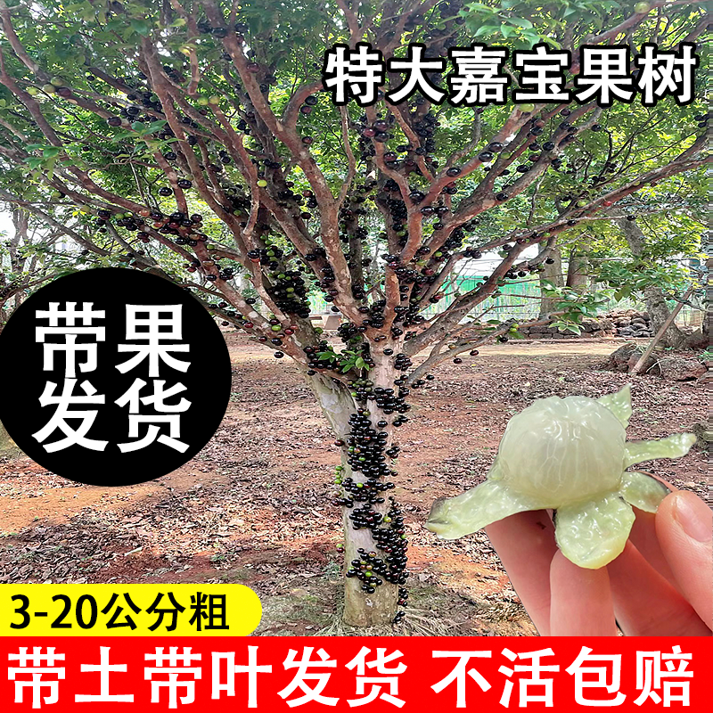 特大四季嘉宝果树葡萄苗树当年结果盆栽地栽阳台庭院种植果树果苗