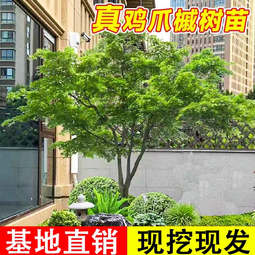 正宗小叶鸡爪槭树苗庭院风景树