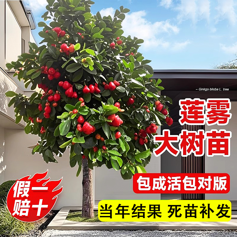 特大黑金刚莲雾果树果苗当年结果水果苗南方北方四季种植庭院