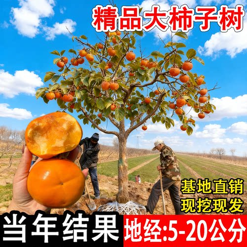 特大脆甜柿子树当年结果基地直销
