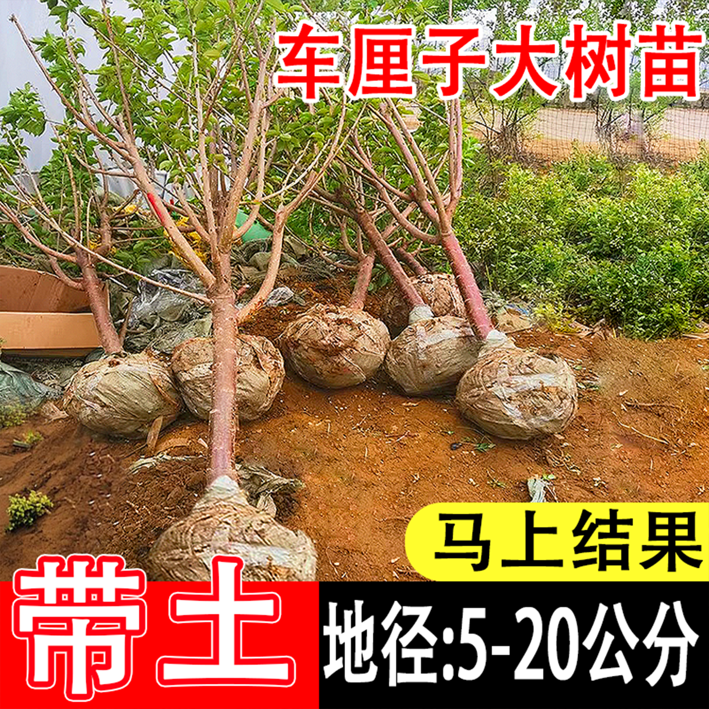 特大车厘子大樱桃树苗养不活补发