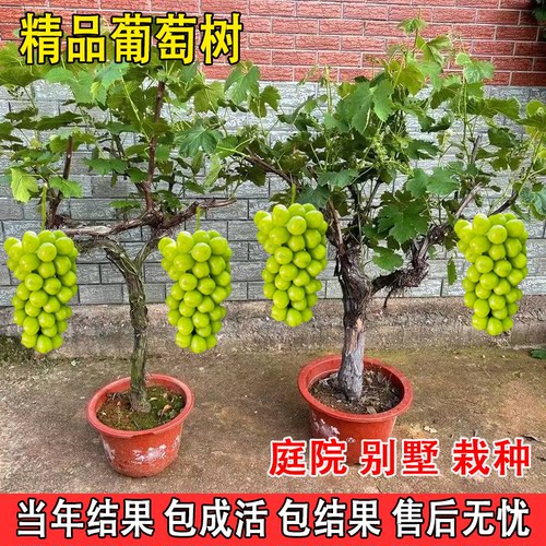 葡萄树苖当年结果包成活包结果