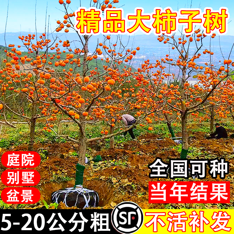 特大脆甜柿子树果苗嫁接树苗南方北方四季种植盆栽地栽庭院水果树