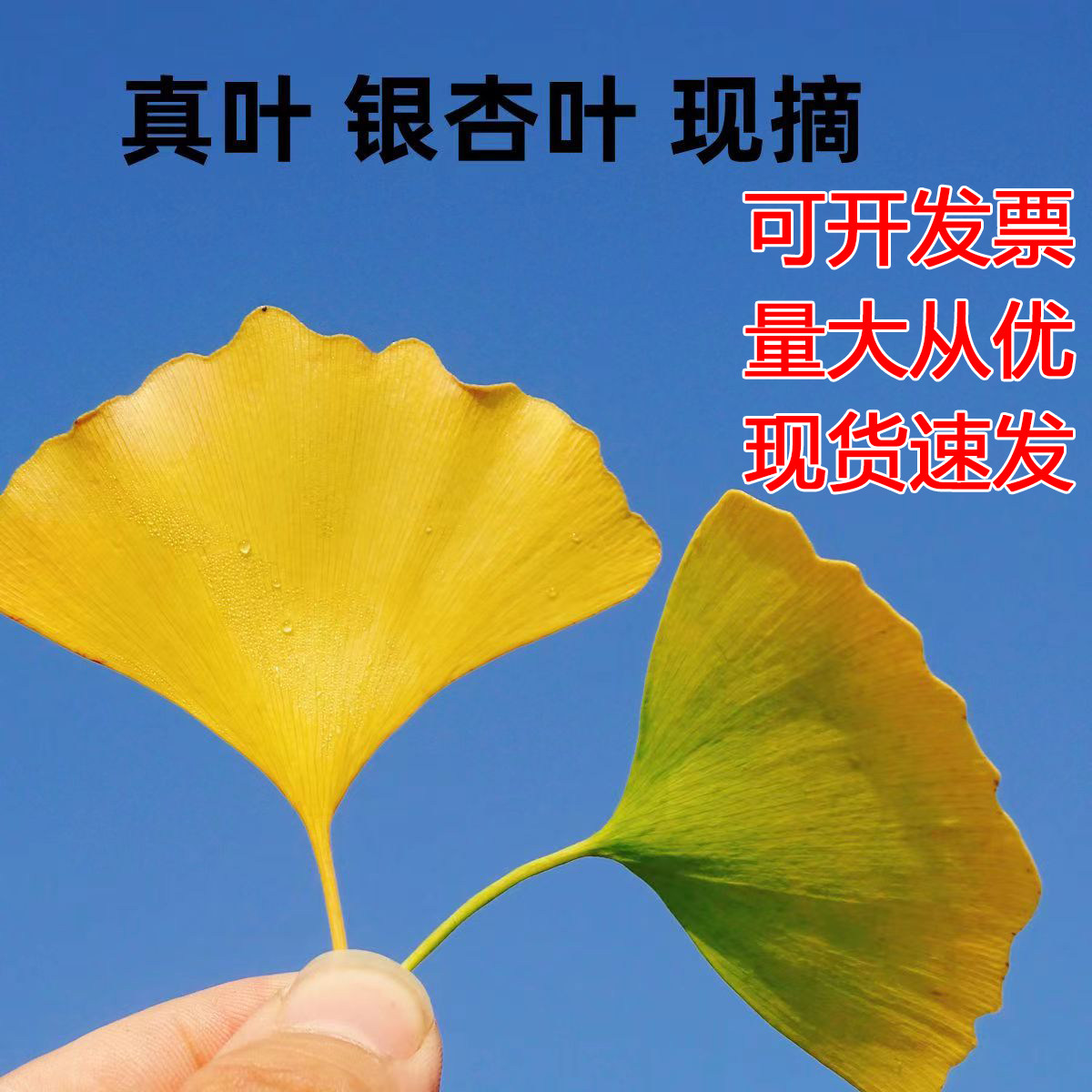 天然真树叶现采现发银杏叶梧桐叶
