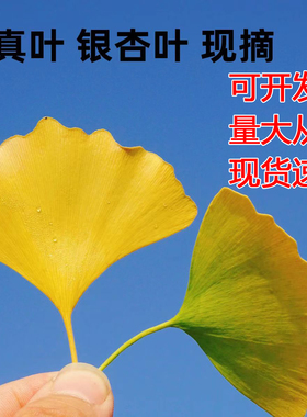 天然真树叶现采现发银杏叶梧桐叶