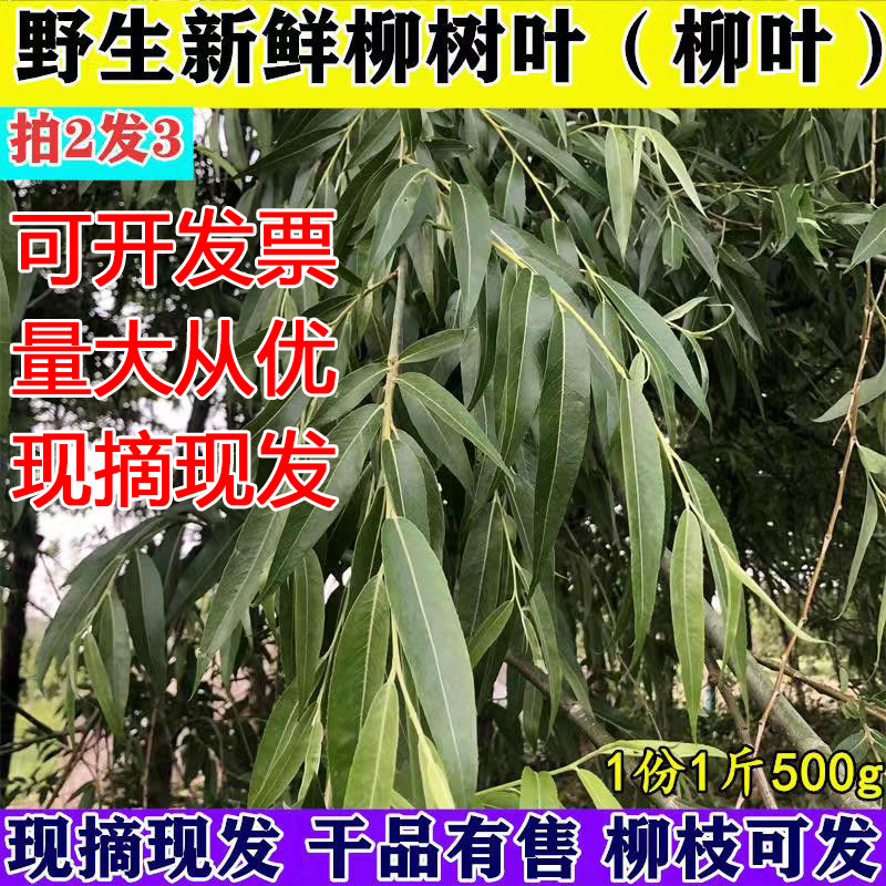 野生新鲜柳树叶子柳叶垂柳枝叶杨柳叶子柳枝柳条中药草装饰摆件