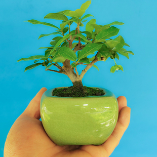 名贵树种挂果金弹子盆景老桩绿植成品熟桩四季常青绿色红果年功货