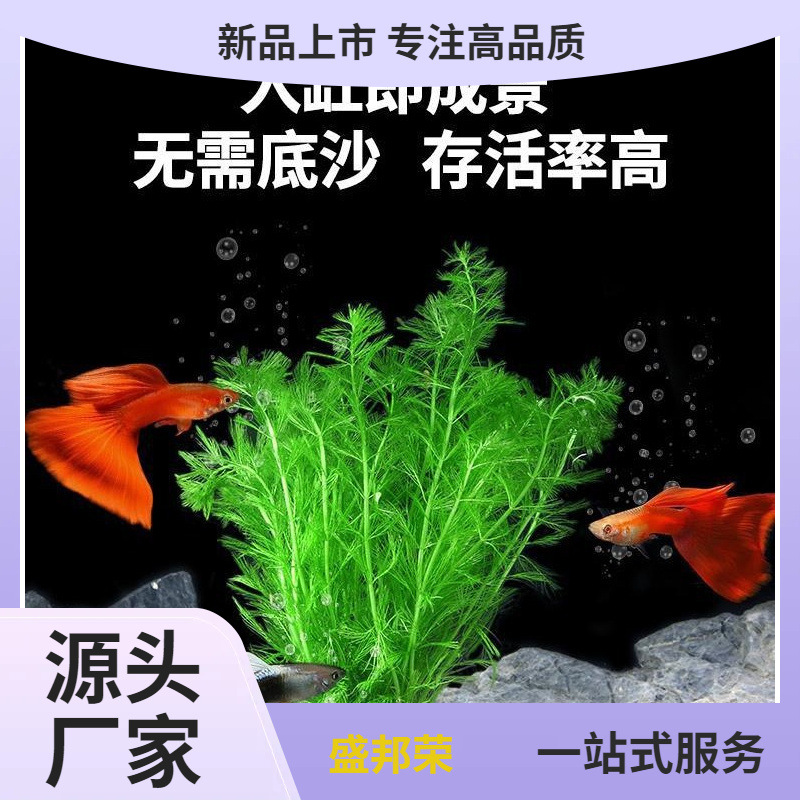 厂家阴性鱼缸水草蜈蚣水草植物鱼缸造景真草水培植物全套火山石