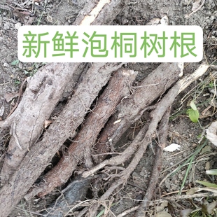 正品白皮无硫桐树根喜树根泡桐花泡桐果泡桐叶匙羹藤根新鲜土煮水