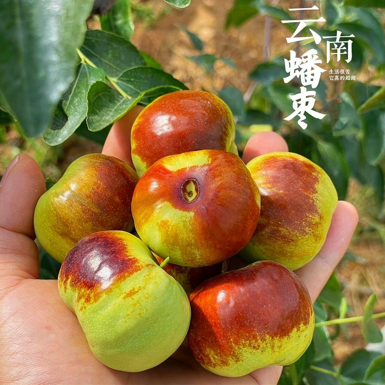 云南蟠枣新鲜冬枣脆甜大果